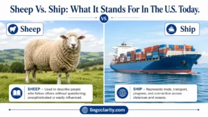 Sheep in a field beside a large ship on water to show the difference between sheep and ship.