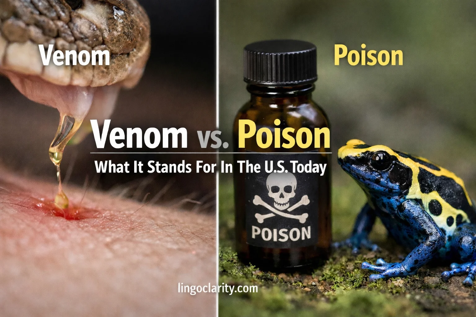 Side-by-side visual comparing venom delivered by an animal bite or sting with poison as a broader harmful substance.